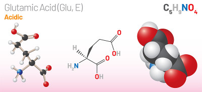 谷氨酸(Glu, E)氨基酸分子。(化学公式C5H9NO4)