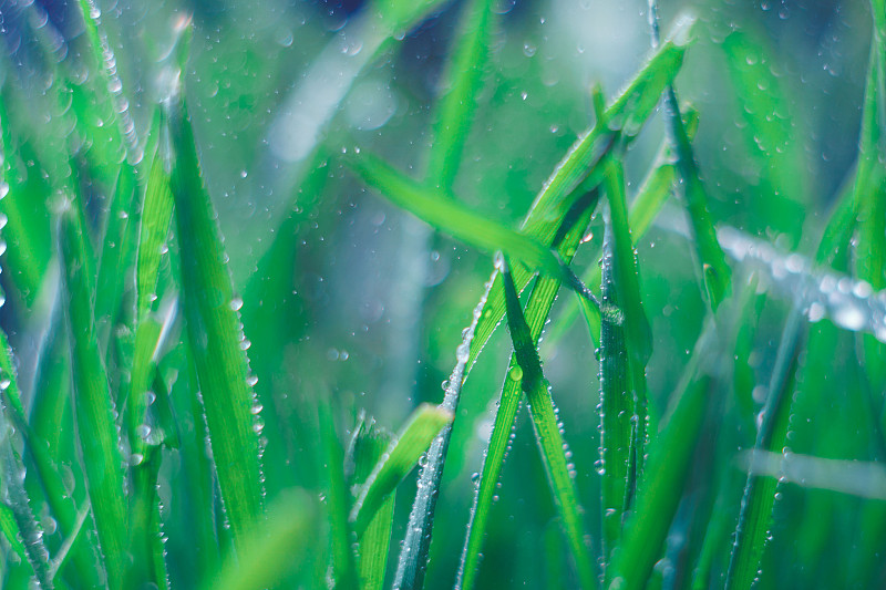 背景从连续新鲜的夏季绿草在雨的黑暗背景