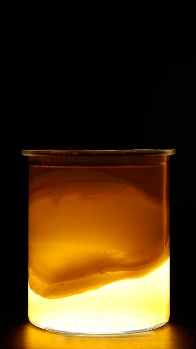 在玻璃罐中发酵的Scoby蘑菇