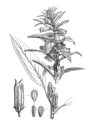 芝麻(芝麻东方)-古董雕刻插图