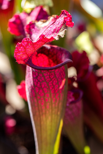 食肉植物Sarracenia Juthatip Soper的特写