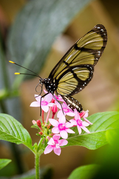 玻璃翼蝴蝶(Greta oto)觅食