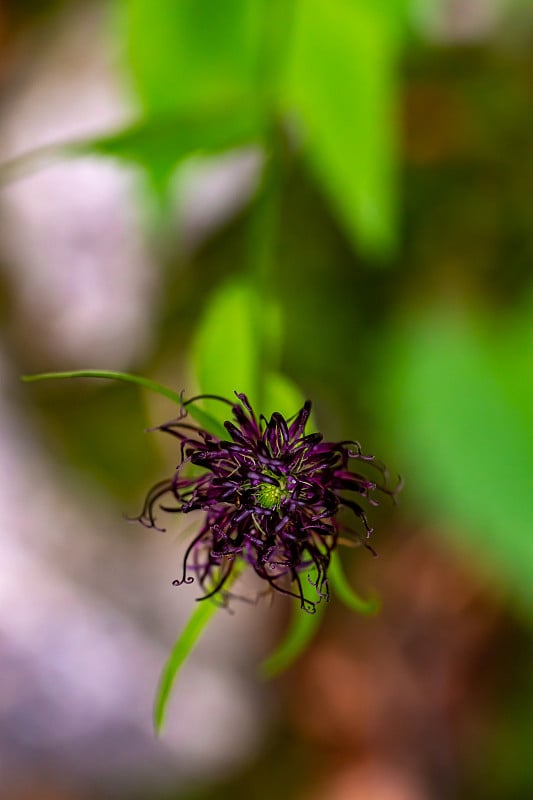 卵形植物花生长在山区，宏观