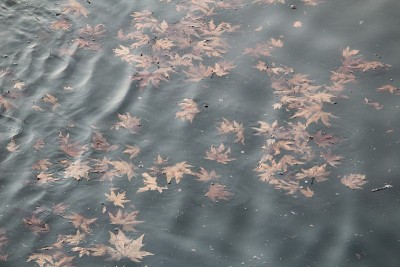 河水和一束枯叶