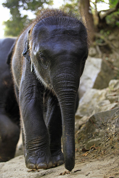 亚洲野生elephent