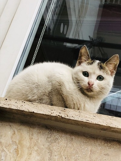 甜蜜的猫
