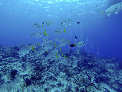 Golden Trevally学校