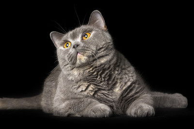 英国的猫