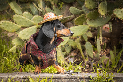 可爱的腊肠犬穿着墨西哥民族服装，戴着草帽，坐在长满仙人掌的草丛中。时尚的宠物嘉年华服装。探险犬去异国