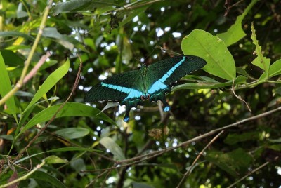 翡翠燕尾蝶(Papilio palinurus)，翡翠孔雀或绿色带状孔雀坐在一片树叶上。Odisha