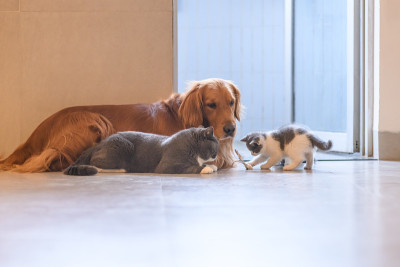 金毛猎犬和小猫