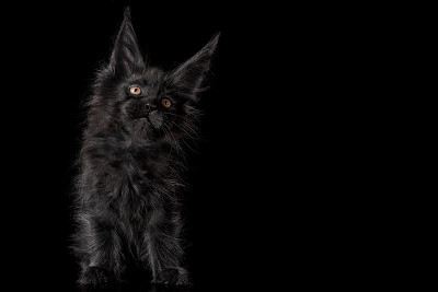 黑色背景上的缅因猫。