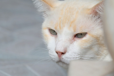 猫坐在外面的地板上。