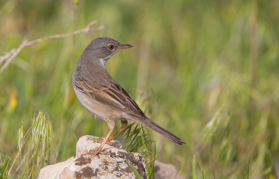 普通白喉(Sylvia communis)。