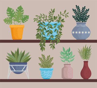室内盆栽植物