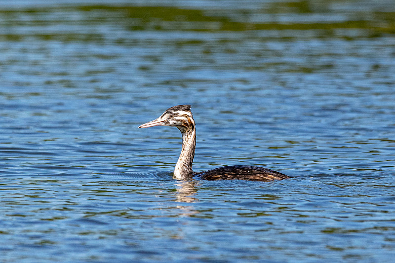 小冠毛鸊鷉(podiceps cristatus)