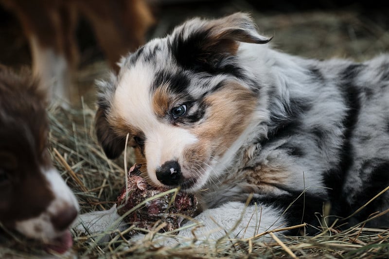 澳大利亚牧羊犬小狗在郊外玩得很开心。牧羊狗。澳洲蓝山鸟正躺在干草中，用牙齿啃着美味的食物。