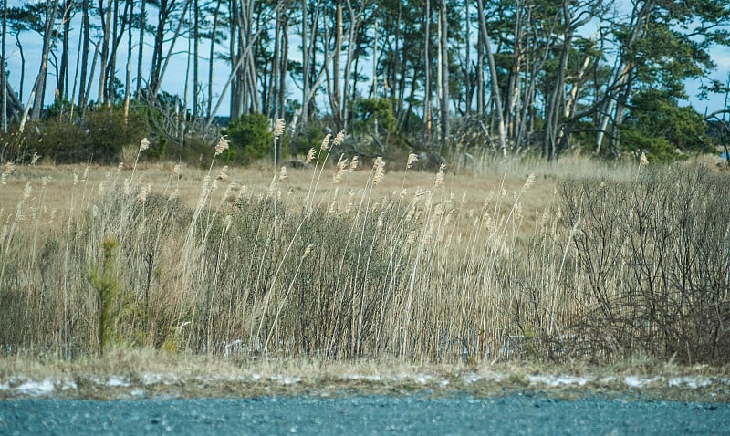 Chincoteague