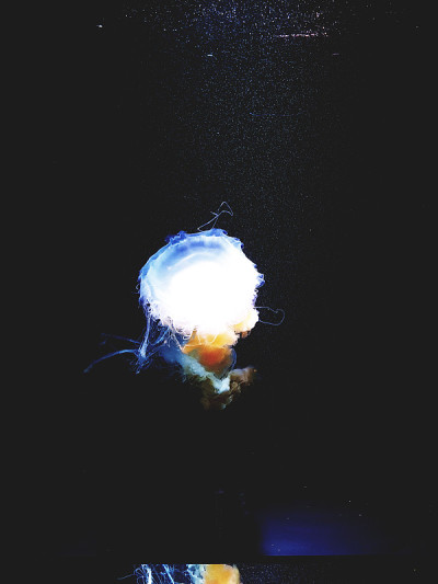 水母