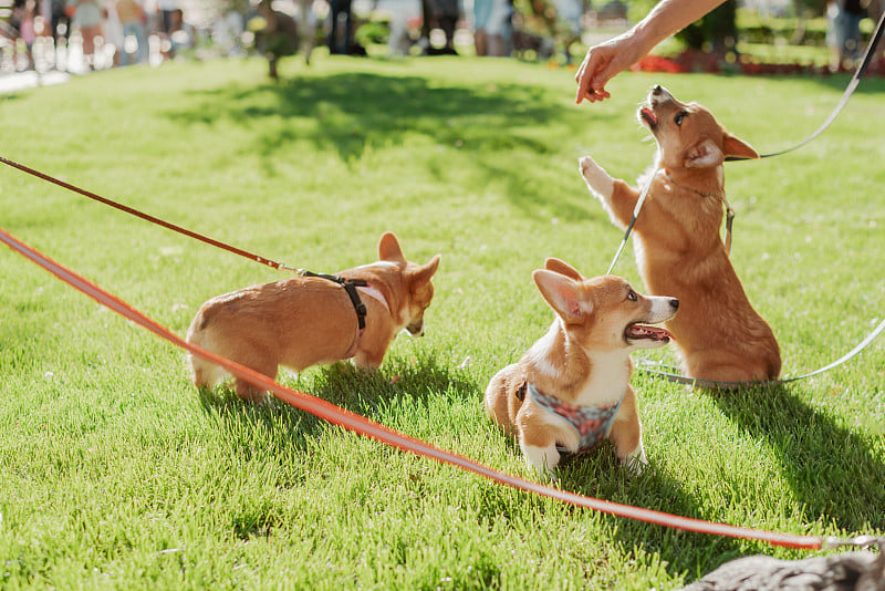 小柯基犬的画像，它们在阳光明媚的夏日漫步在草坪上