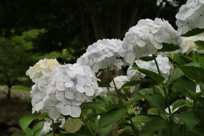 绣球花盛开