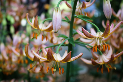 丽丽叶花