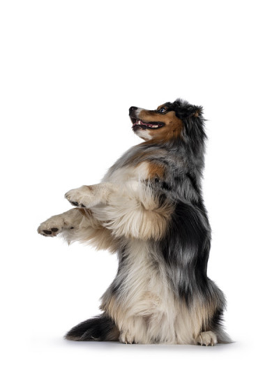 白色背景上英俊的澳大利亚牧羊犬