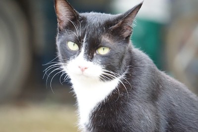 猫