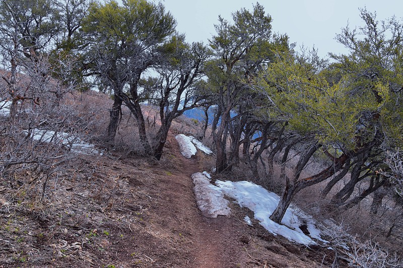 俯瞰响尾蛇峡谷小径，Wasatch前落基山脉，盐湖城，犹他州。美国。美国