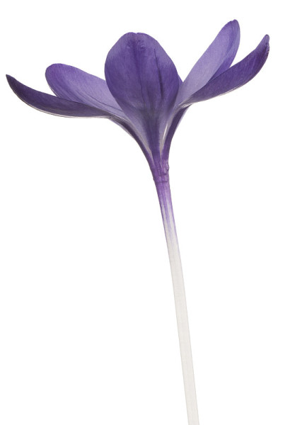 番红花属
