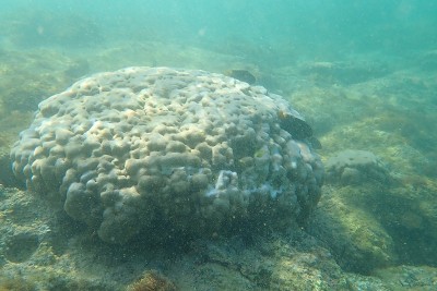 海洋海绵