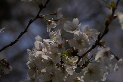 樱桃