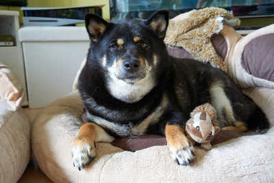 疲惫的日本柴犬躺在床上，手里拿着一个可爱的玩具