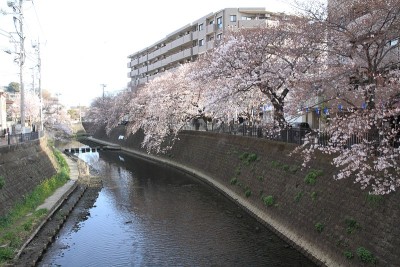 日本横滨大冈河边的一排樱花树