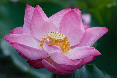 红莲花