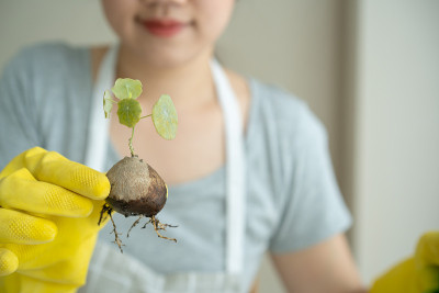 一个不知名的亚洲女人喜欢种植一株金龟子