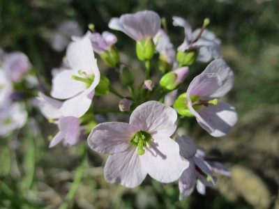 杜鹃花及花蕾(Fr: Cardamine des prés)