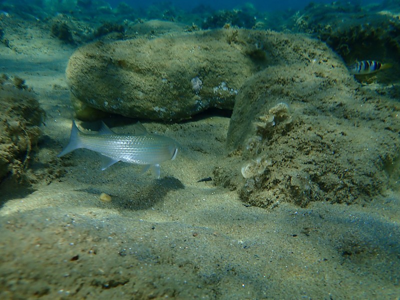 平头灰色鲻鱼，平头鲻鱼，条纹鲻鱼(Mugil cephalus)海底，爱琴海，希腊，哈尔基迪基