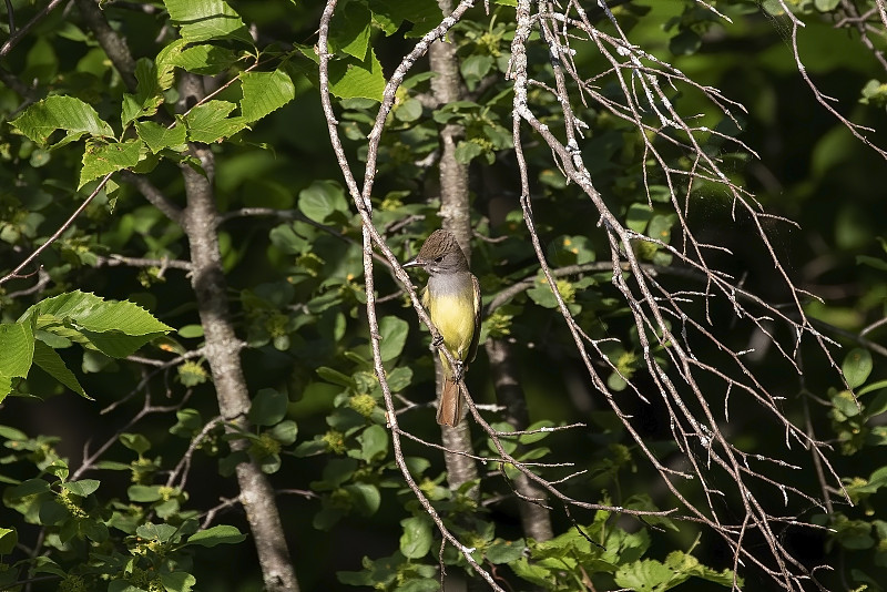 大冠鹟(Myiarchus crinitus)雄性栖息在鸟巢附近。