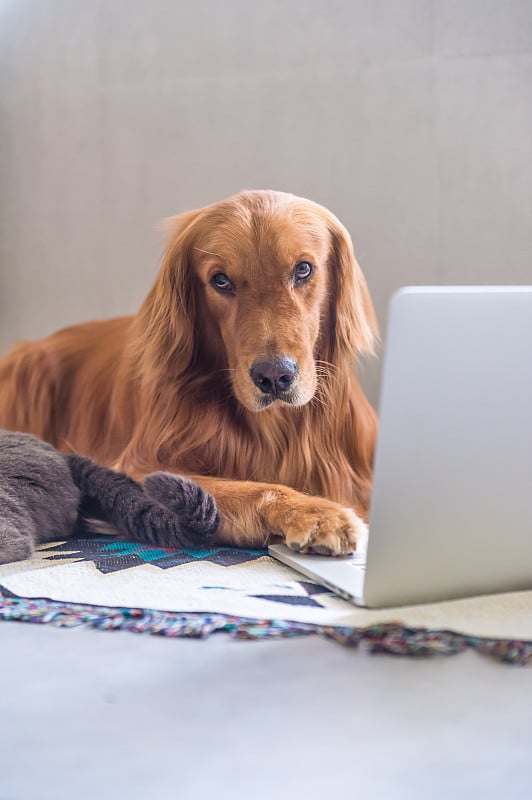 金毛猎犬在计算机上的使用