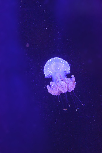 澳洲花斑水母