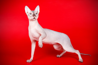唐·斯芬克斯猫的彩色背景
