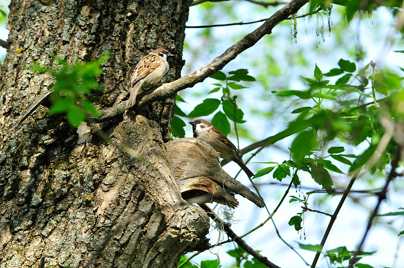 欧亚树麻雀(Passer montanus)是雀形目鸟类中的一种。鸟儿们坐在靠近鸟巢的树上。