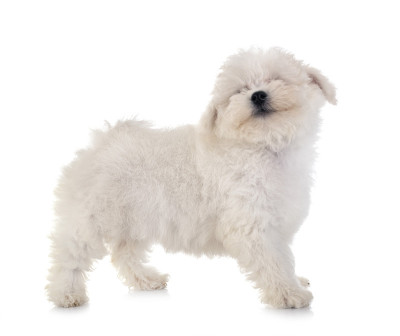 小卷毛比雄犬