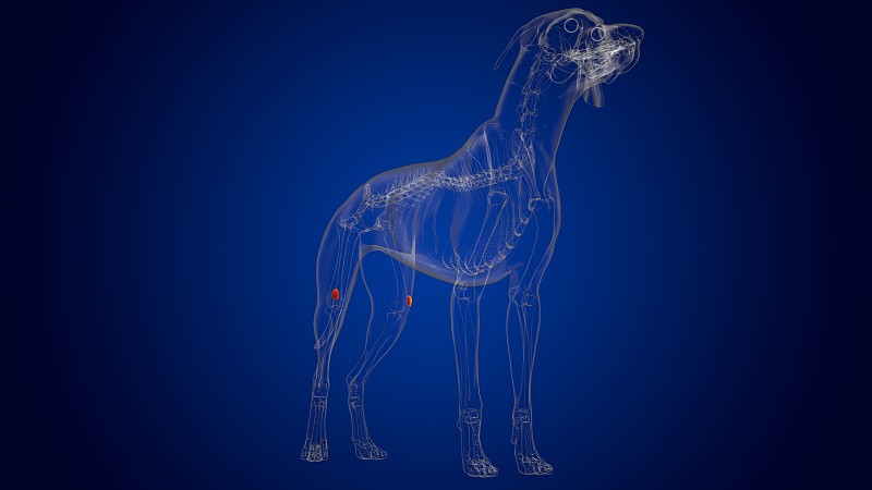 髌骨狗骨骼解剖医学概念3D