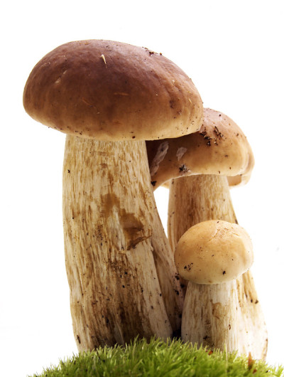 冬虫夏草上的蘑菇