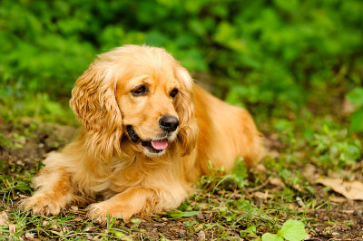 可卡犬