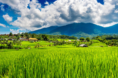 巴厘岛的稻田。