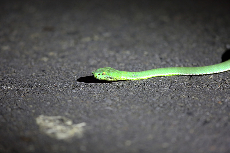 泰国Khao Yai国家公园，沃格尔的蝮蛇(Trimeresurus vogeli)