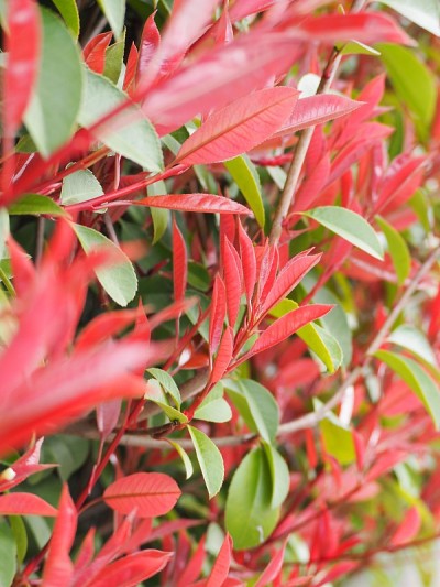 红叶石楠的红芽